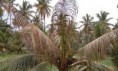 തെങ്ങിന്റെ കൂമ്പുചീയല്‍: കൃഷി വകുപ്പ് പ്രതിരോധ നടപടി തുടങ്ങി